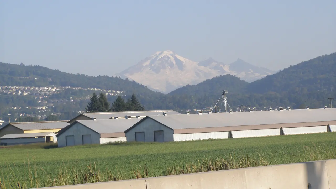 Farm buildings and a feed elevator on Abbotsford farmland with Mount Baker behind, the agricultural refrigeration BC Freezer services